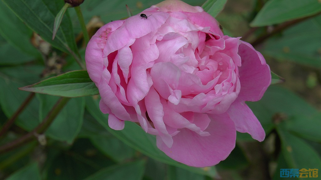 conew_s1630069.jpg