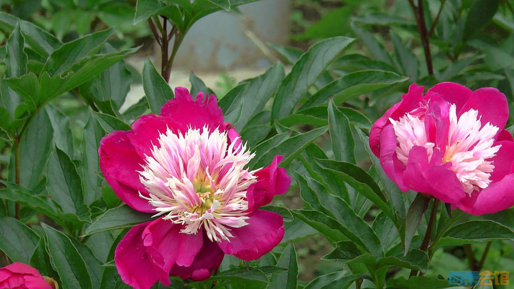 conew_s1630078.jpg