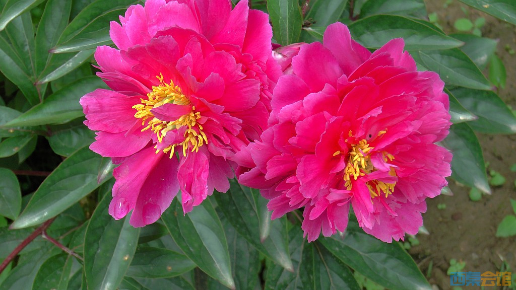 conew_s1630070.jpg