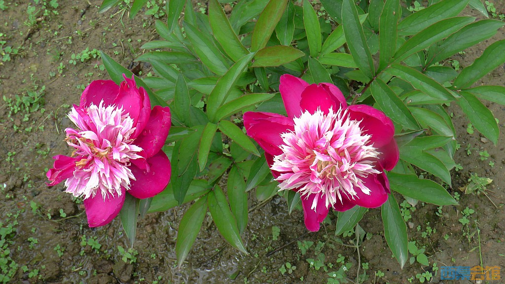 conew_s1630073.jpg