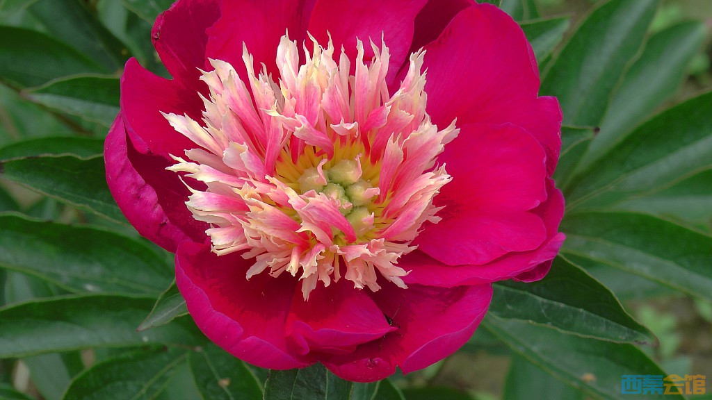 conew_s1630072.jpg