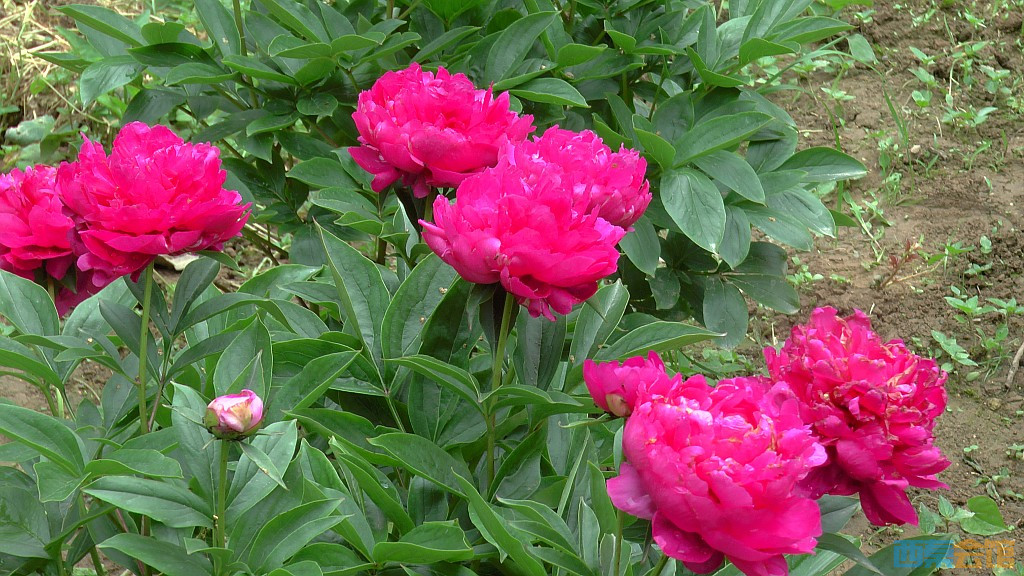 conew_s1630076.jpg