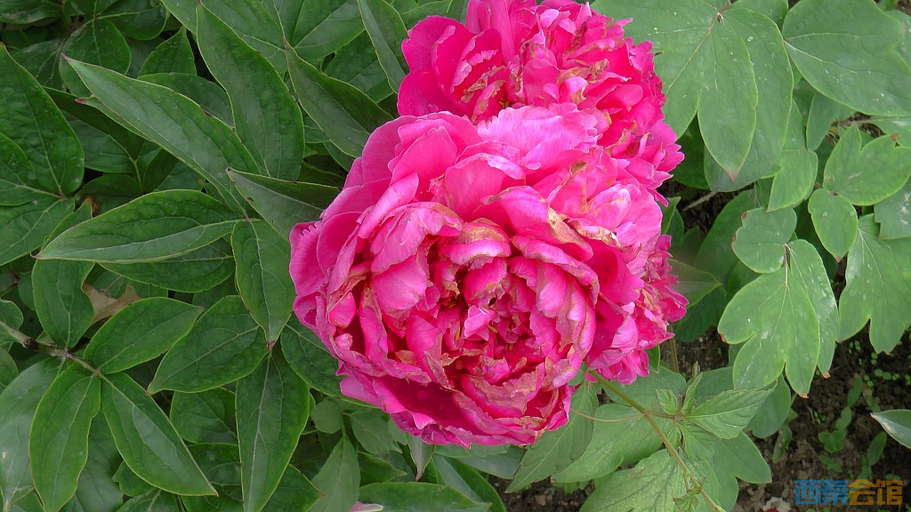 conew_s1630085.jpg