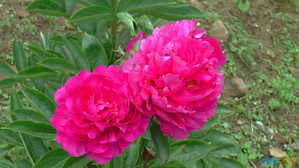 conew_s1630074.jpg