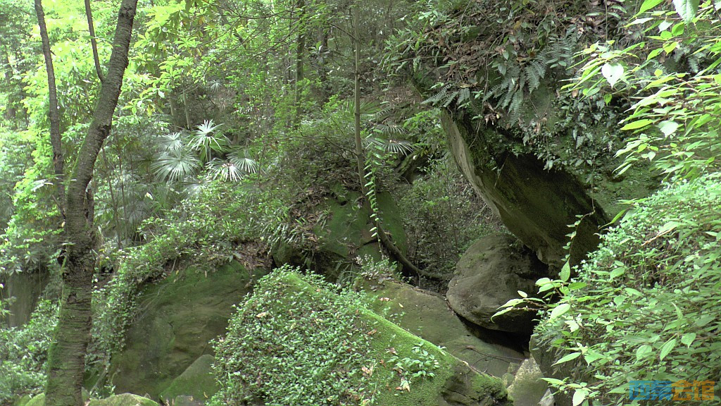 conew_s1630104.jpg