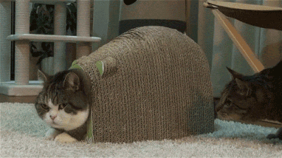 20230519110536front2_0_332895_Fuzu1h0mC_ZnXdK1motjvXCZlnUd.gif