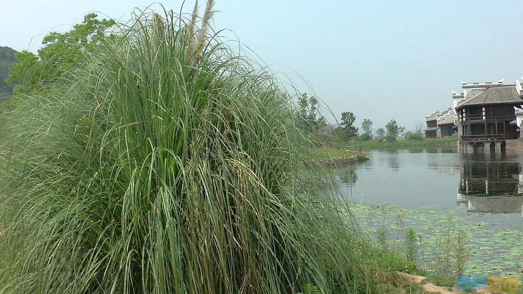 conew_s1650082.jpg