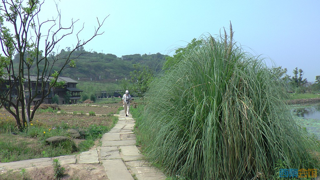 conew_s1650079.jpg