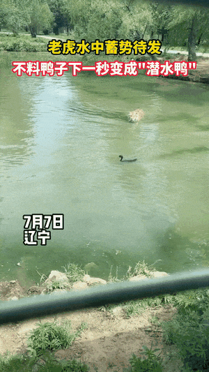 894b024063db4e848860690f09ae5650_tplv-obj_300_533.gif
