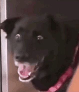 20230719132634front2_0_454747_FtPi1X3jZyc_iqxyK88Y4GIVGypD.gif