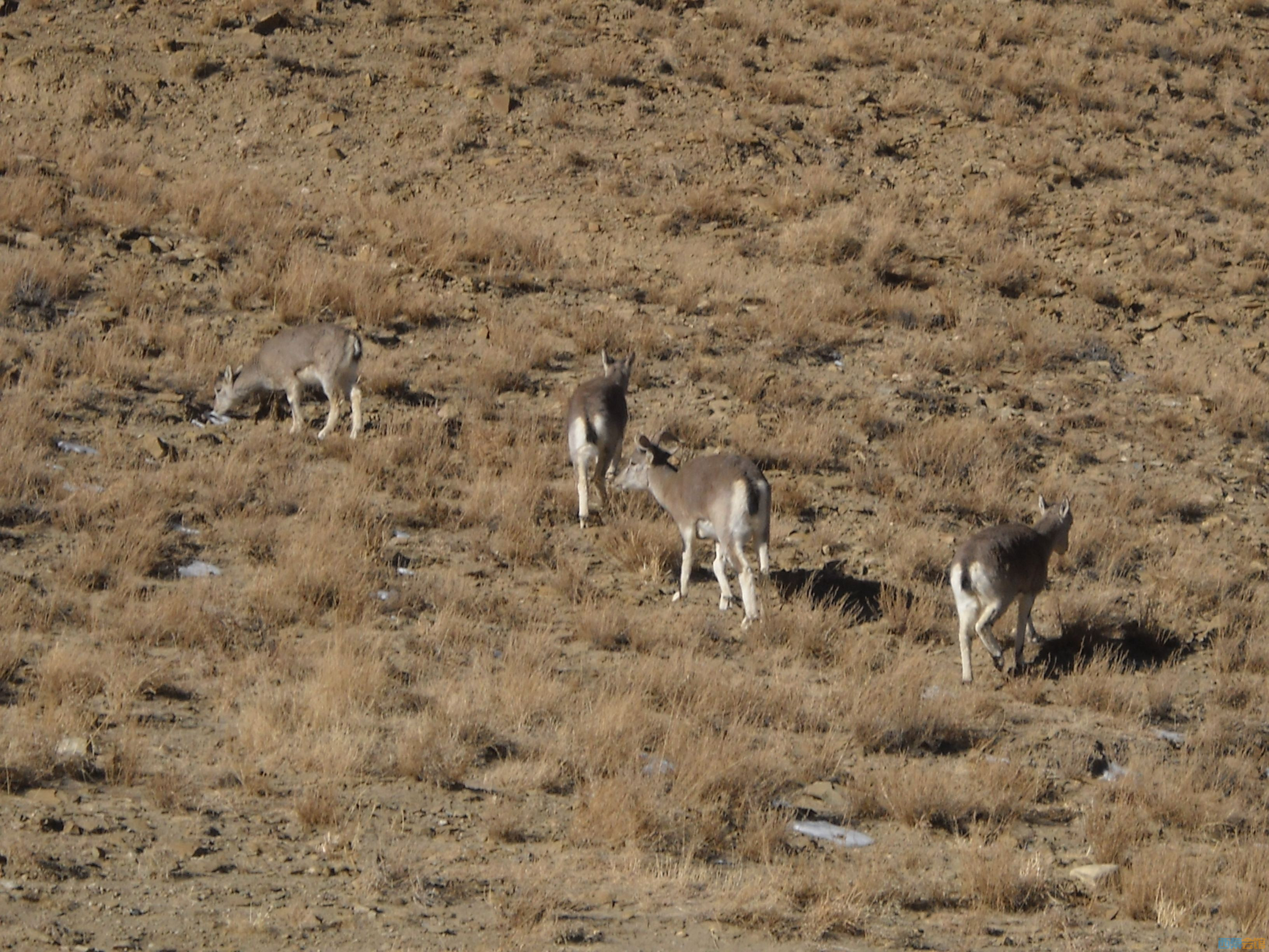 DSCN4603.jpg