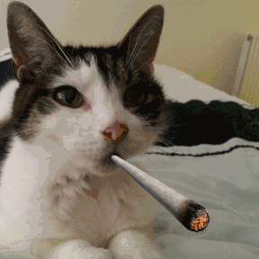 20231002054352front2_0_1767688_FuflQydCS_X55r3cpd_TAHnWbJwr.gif