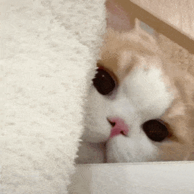20231006051730front2_0_1767688_Fiam11N_1tBNXgWp3UvLaCbe0V5N.gif