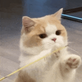 20231006051843front2_0_1767688_Fi6V1SSo0J1a8K8kGpN3kkT4yHrj.gif