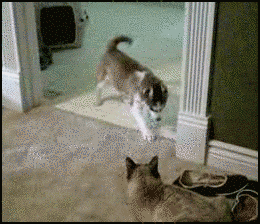 232117t72r7dfmmrlrf6rl.gif