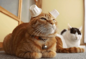 20231023160938front2_0_332895_lsHz_s6F5icGRKQ7pRZ3bz8DYFI5.gif