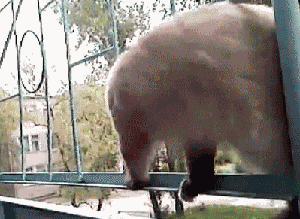 20231028132707front2_0_332895_Fv5L5WHO4NZoe5pRDlCTuxkWXl8Q.gif