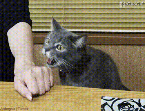 20231029103852front2_0_332895_FkLf3y58y52MixBpZkFodqH__ars.gif