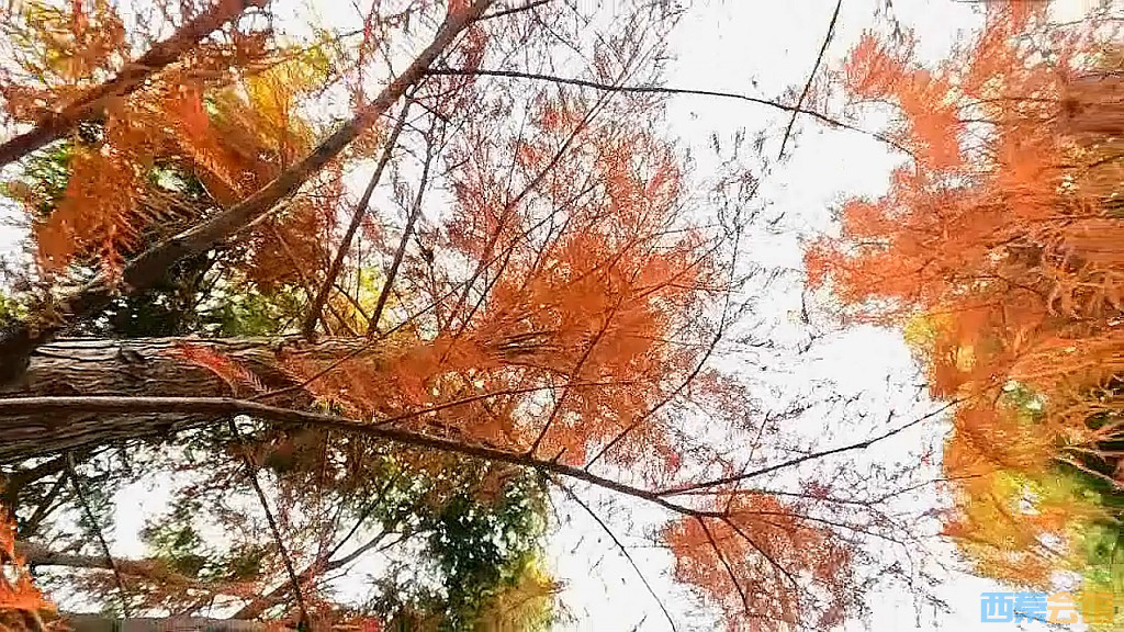 conew_qqͼ20231218202304.jpg