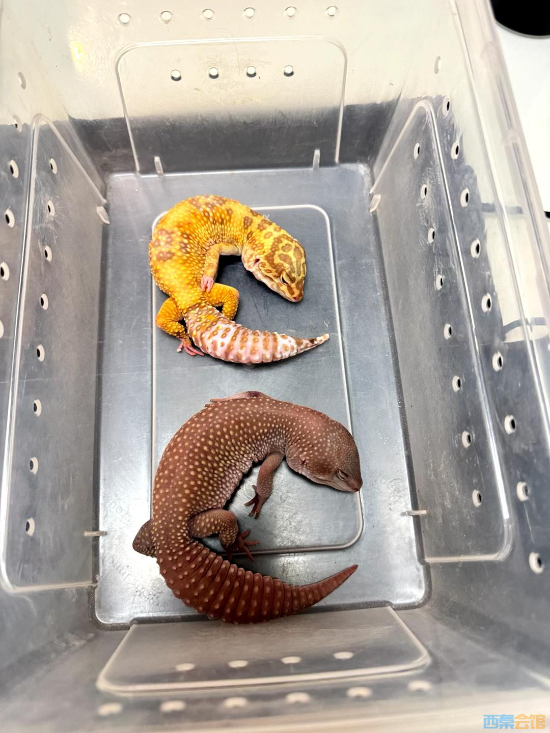 女子快递蜥蜴多日无人派送自行到快递网点取货时已死亡当事人快递公司