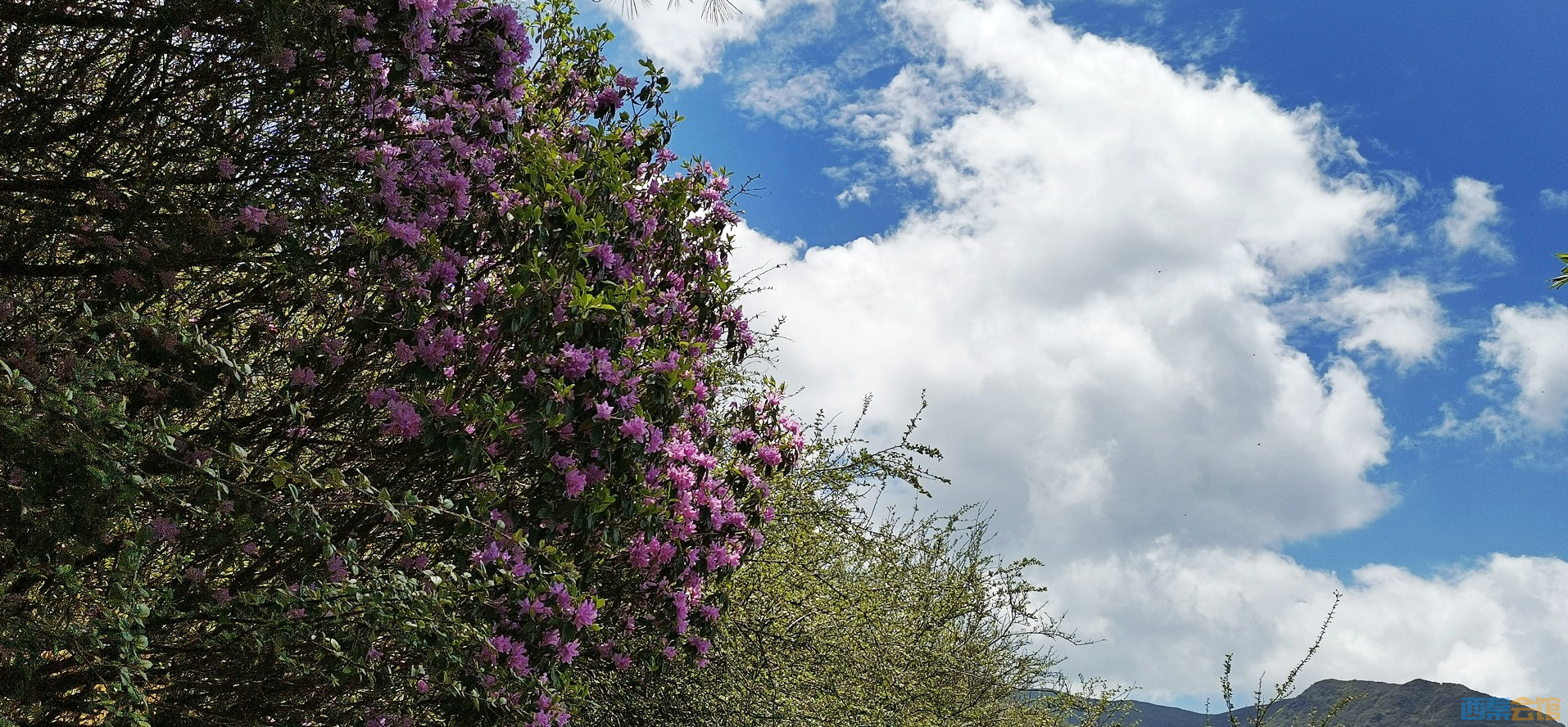 conew_img_20240526_124101.jpg