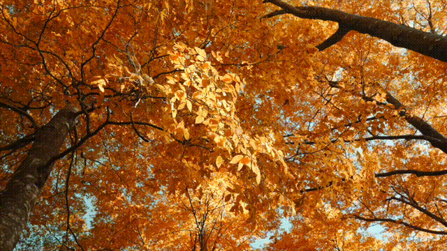 ΢ͼƬ_20241021172901.gif