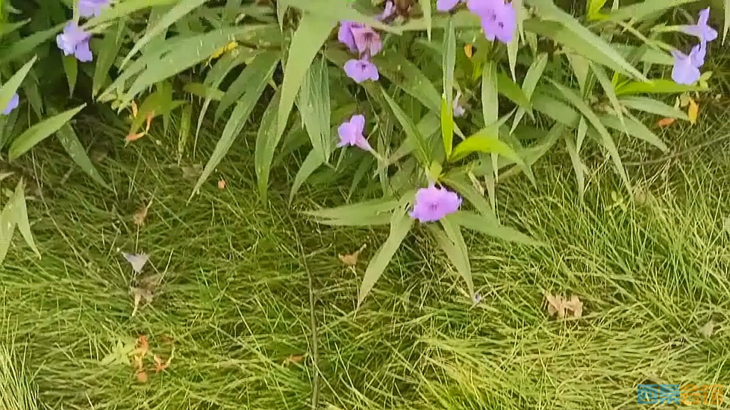 conew_qqͼ20241028225221.jpg