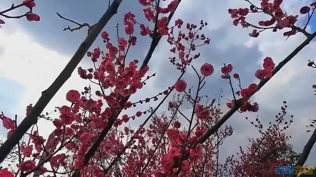 conew_qqͼ20250304135526.jpg