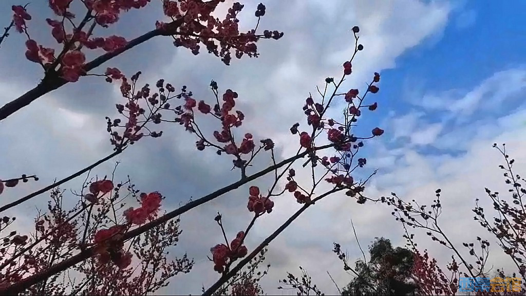 conew_qqͼ20250304135513.jpg