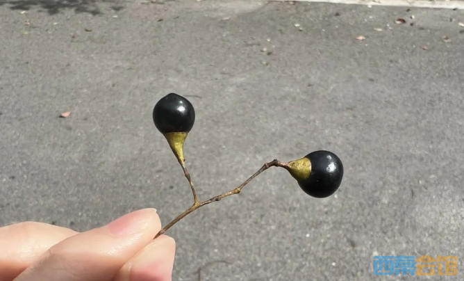 ΢Žͼ_20250311173144.png