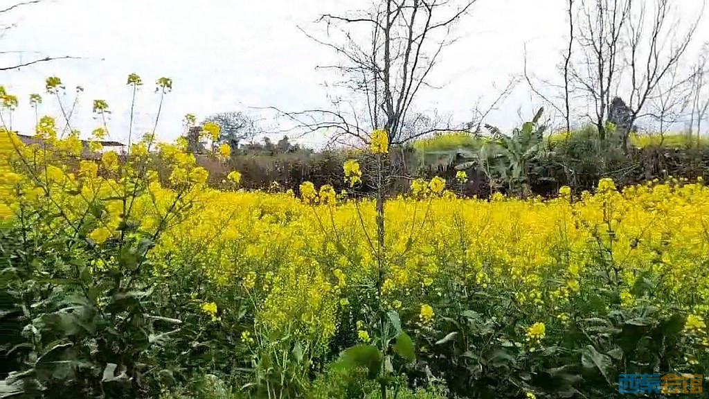 conew_qqͼ20250317201812.jpg