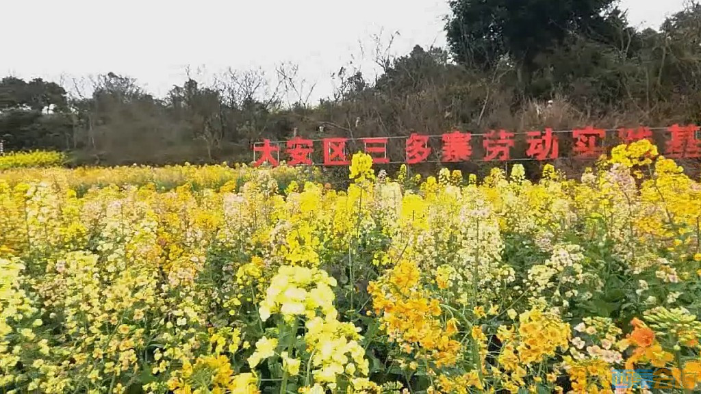 conew_qqͼ20250317204315.jpg