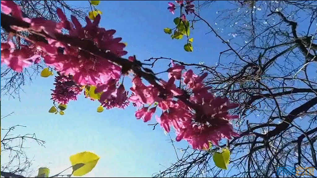 conew_qqͼ20250327123641.jpg