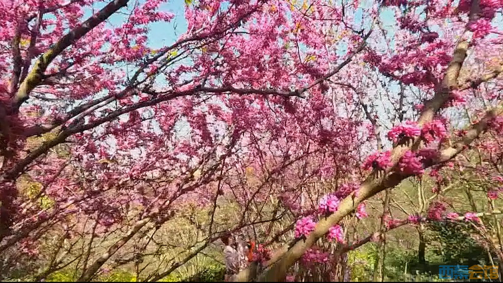 conew_qqͼ20250327123837.jpg