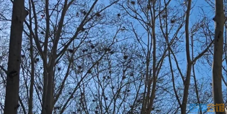 ΢Žͼ_20250414124319.png
