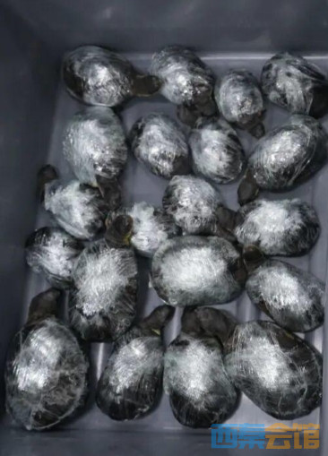 ΢Žͼ_20251021104031.png
