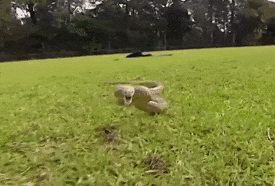 16.gif