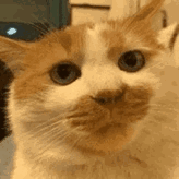 QQͼƬ20200629083457.gif