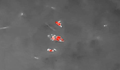3.gif