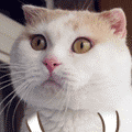 221643flvjkzkr88rrtaqm.gif
