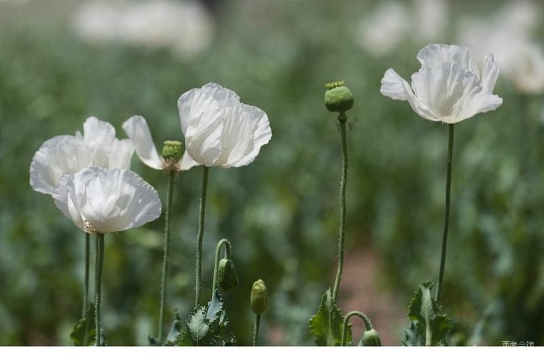 阿富汗警察销毁大片罂粟田全程